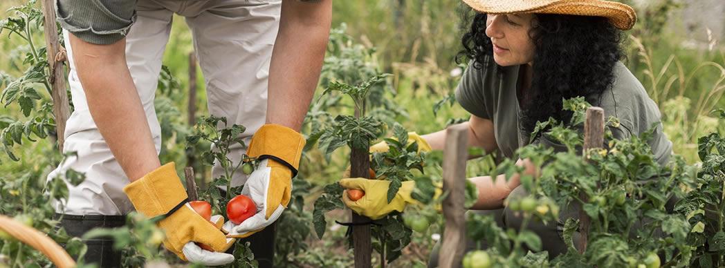 Taller práctico: ¿Cómo pongo en marcha una huerta?
