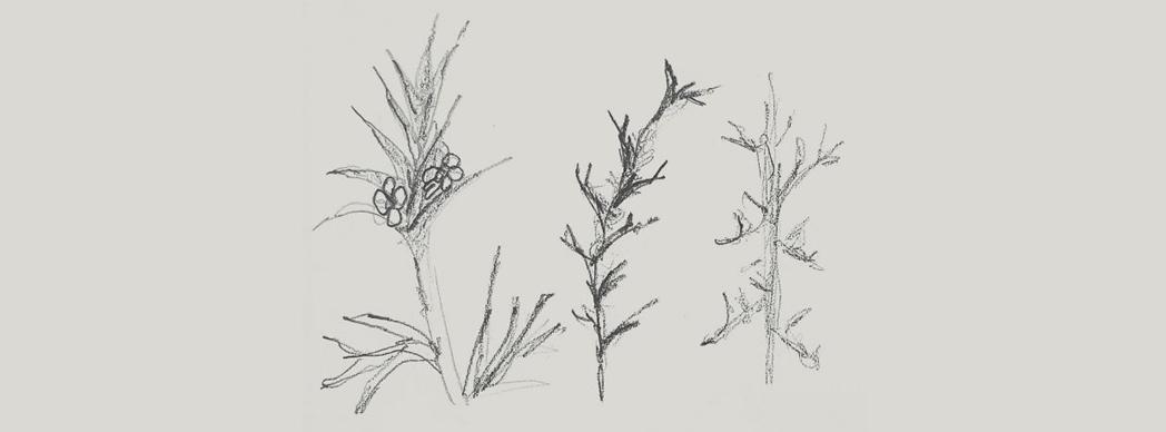 Exposición de Estitxu Arroyo: "Salsola Kali: Una deriva vegetal"