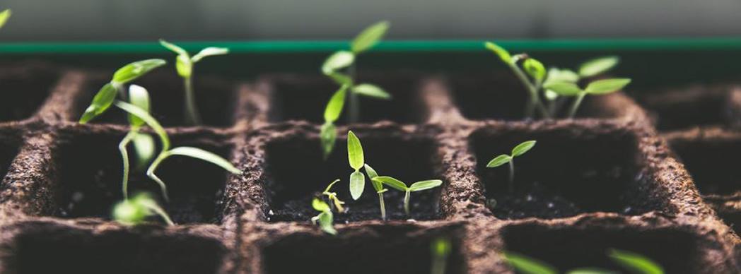 Taller: "Semilleros y plantas compañeras para evitar plagas"