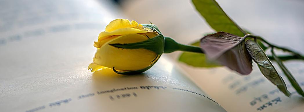 Día del Libro y de la Flor 2022 en Pamplona 
