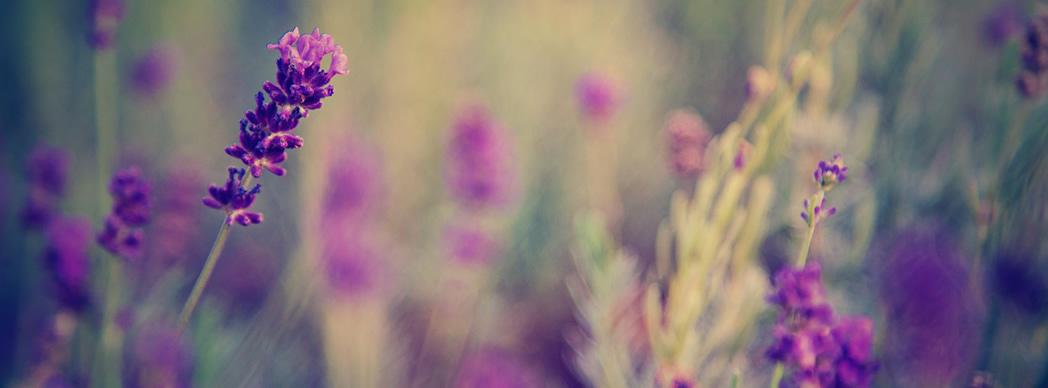 Taller: Plantas medicinales de nuestro entorno