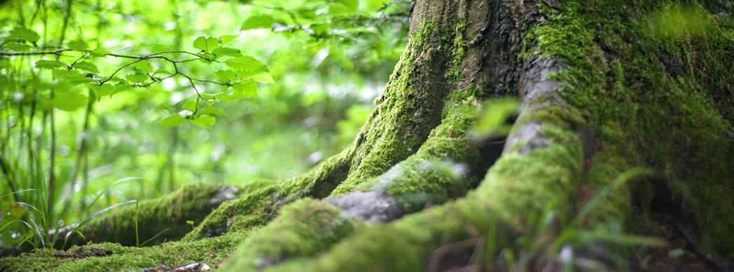 Día Mundial del Medio Ambiente 2023 - Parque Natural Señorío  de Bertiz