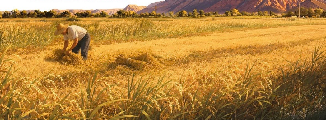12º Día del Arroz Arguedas 2026