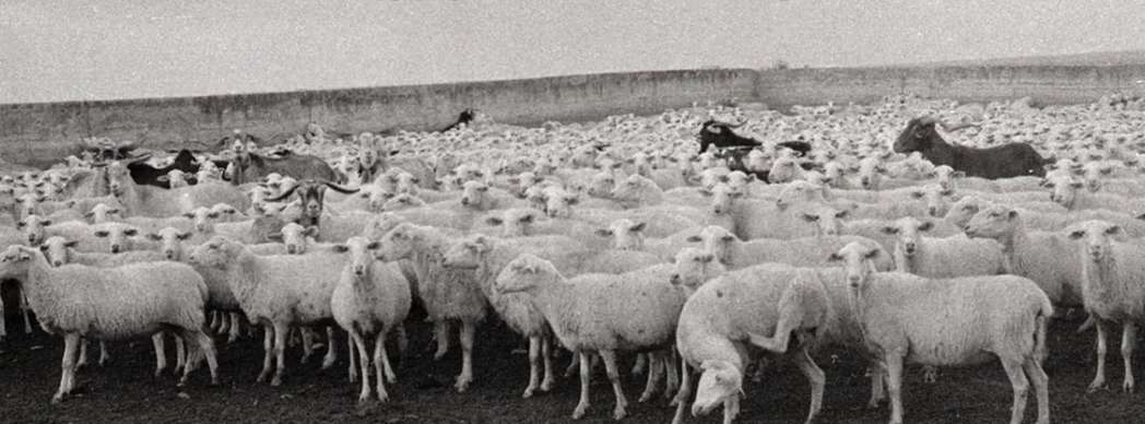 Un siglo de pastoreo en Falces