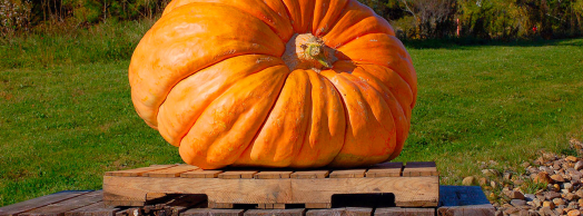 Feria de Calabazas Gigantes de Valtierra 2026